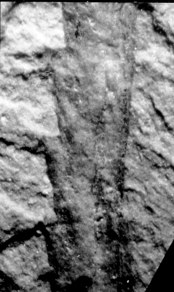 Monograptus pacificus