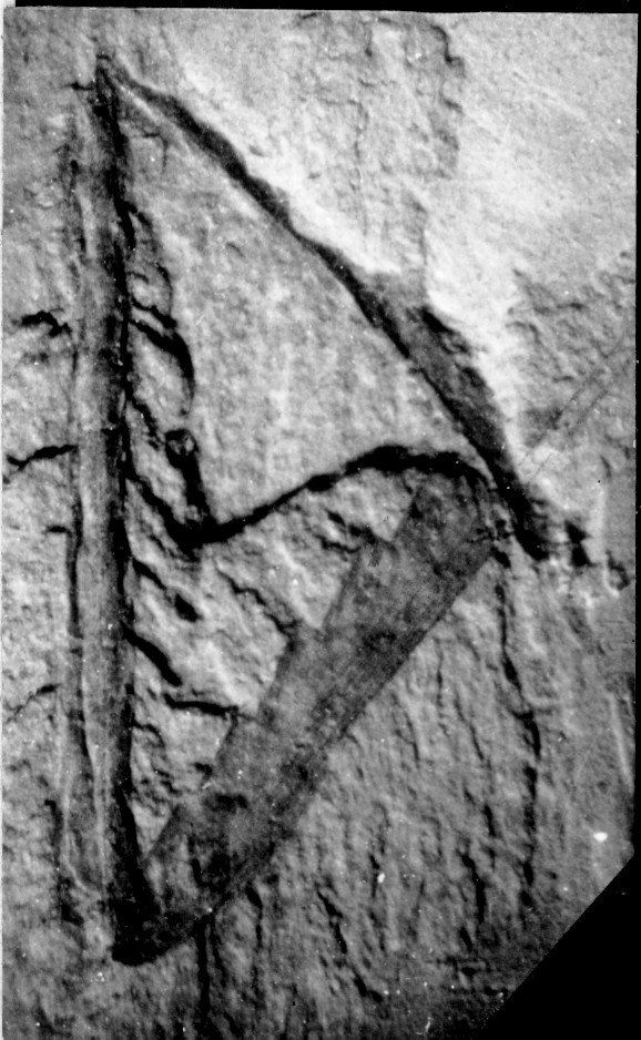 Monograptus pacificus