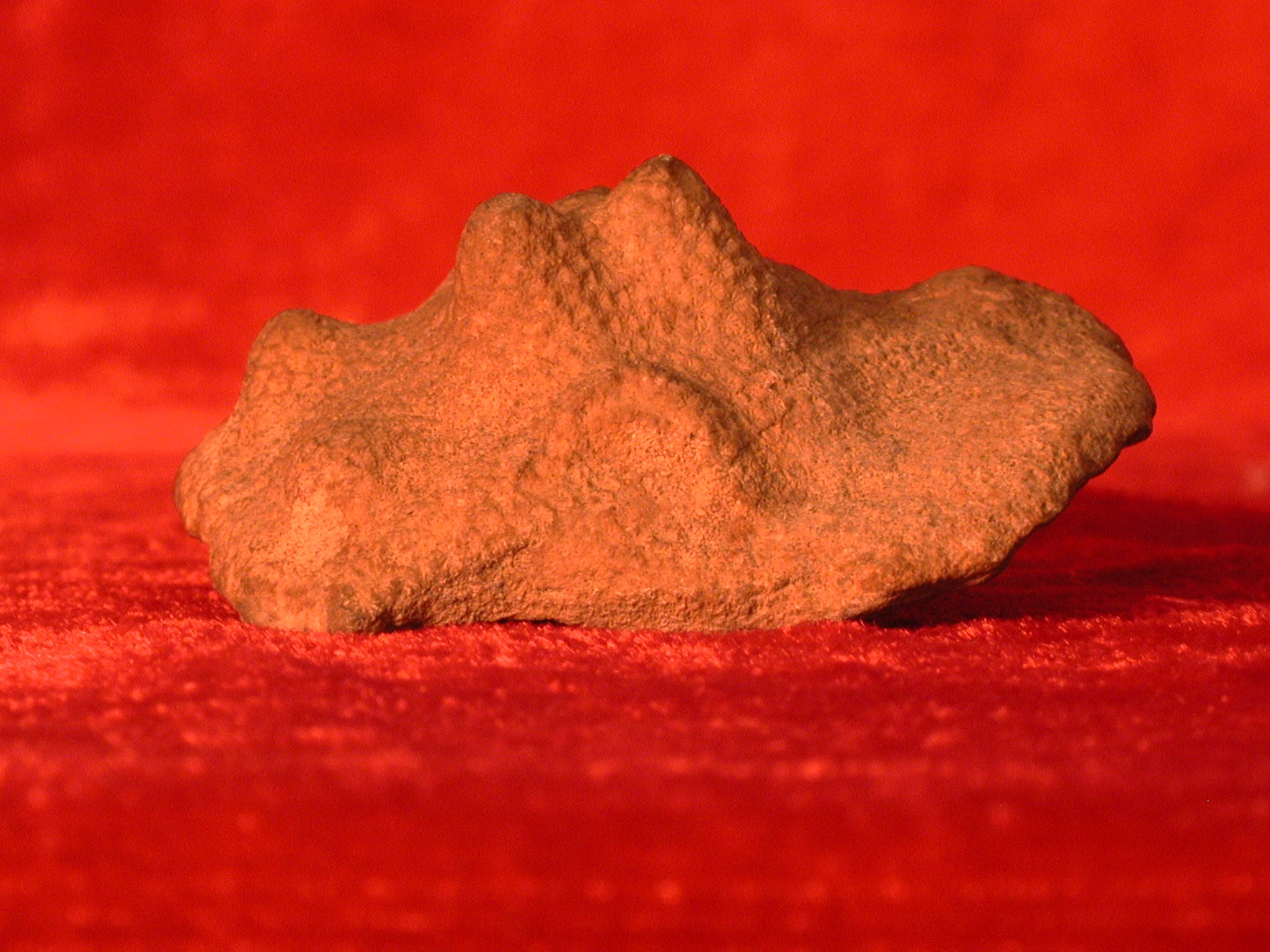 星腔珊瑚未定种