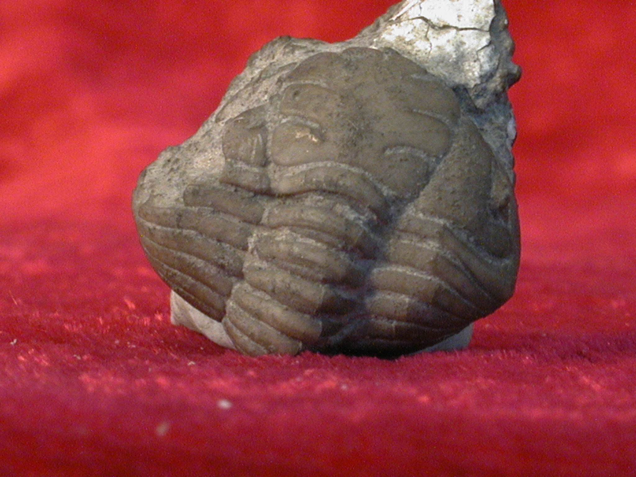 原油栉虫未定种